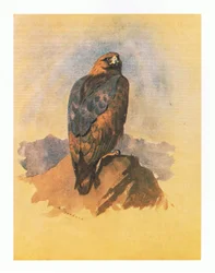 Steinadler-Studien, veröffentlicht von Book Club Associates, 1972